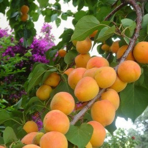 Абрикос Дженгутаевский