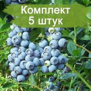 Комплект 5шт / Голубика Норд Ленд