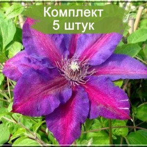 Комплект 5шт / Клематис Миссис Н. Томпсон