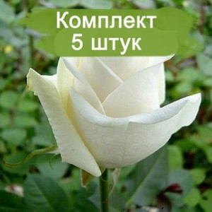 Комплект 5шт / Роза Боинг(чайно-гибридная)