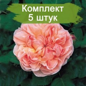 Комплект 5шт / Роза Эвелин (Evelyn) (английские)