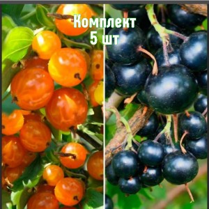 Комплект 5шт / Смородина золотистая Ермак
