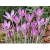 Крокус Томазини Розеус: фото и описание