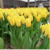 Тюльпан Стронг Голд (Strong Gold): фото и описание